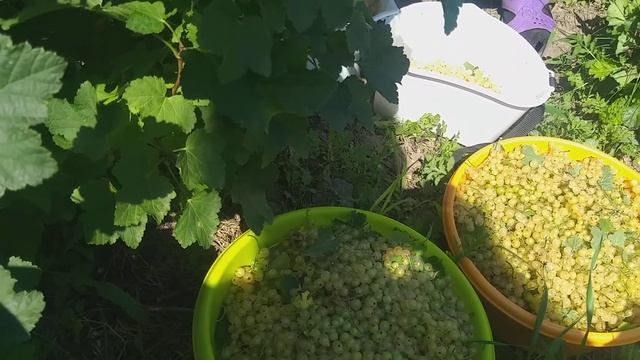 Смородина белая.Продаю СВОЕ. смотреть онлайн