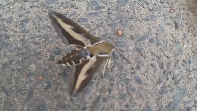 Бабочка? Насекомое? смотреть онлайн