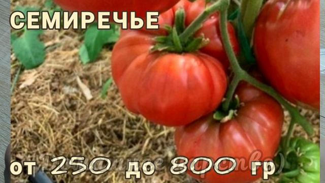 Обзор ТОМАТОВ по сортам!!! Те самые "алифировцы"!!!? смотреть онлайн