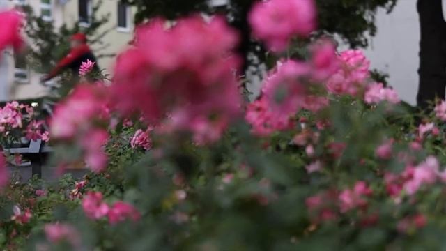 Canon M50 Review - Die BESTE Einsteiger Kamera Für YouTube In 2018?  | Jonah Plank