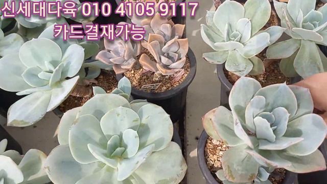 🌸신세대다육/나나후크미니(한몸자연군생)마슨/핑클루비💕💕 смотреть онлайн
