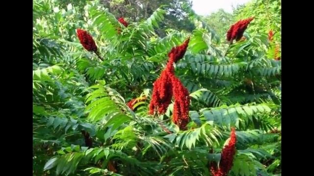 Сумах дубильный Rhus coriaria смотреть онлайн