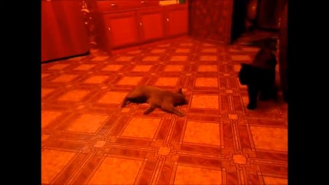 Вязка британских кошек... смотреть онлайн