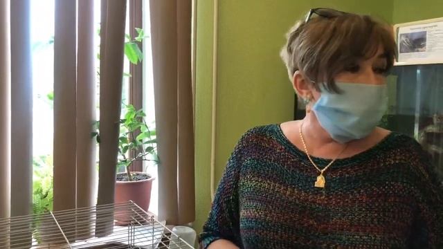 Необычный домашний питомец - хорёк смотреть онлайн