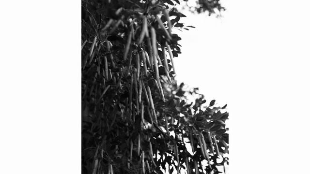 Canon 5D Classic | SOOC B&W JPEGS смотреть онлайн