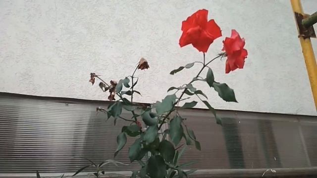 Славная осень еще не уходит... смотреть онлайн