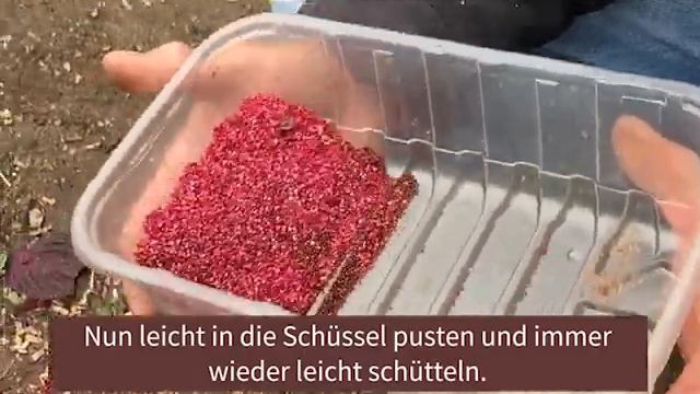 Amaranth Saatgut reinigen смотреть онлайн