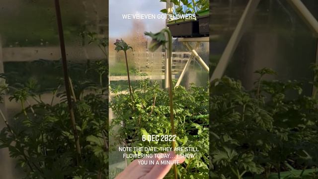 Anemones are more hardy than Ranunculus смотреть онлайн