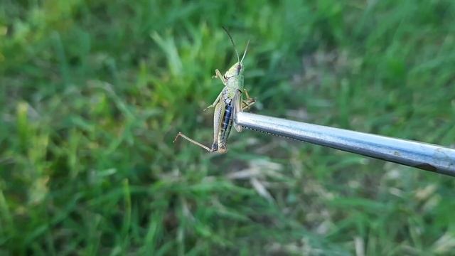 Содержание певчего кузнечика. Tettigonia cantans in enclosure. #кузнечик смотреть онлайн