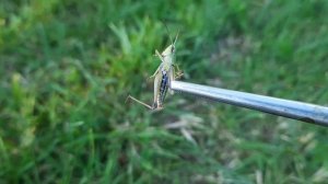 Содержание певчего кузнечика. Tettigonia cantans in enclosure. #кузнечик