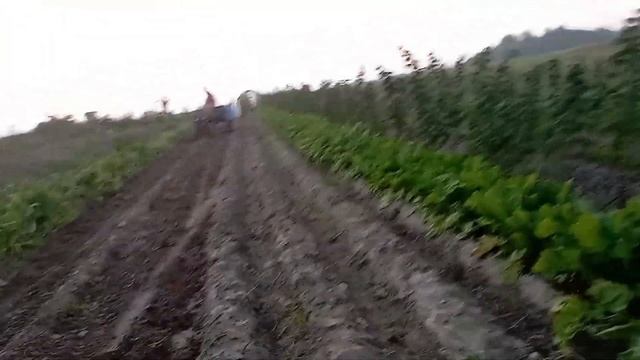 16. 08.2023 Копаем картошку.Разминка перед сном. смотреть онлайн