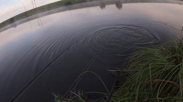 ВПІЙМАЛИ ХИЖАКА НА КОРОПОВІЙ РИБОЛОВЛІ! готуємо нову страву. смотреть онлайн