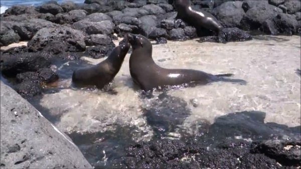 GALAPAGOS SEA LIONS | Galapagos Islands | Морские котики | ГАЛАПАГОС