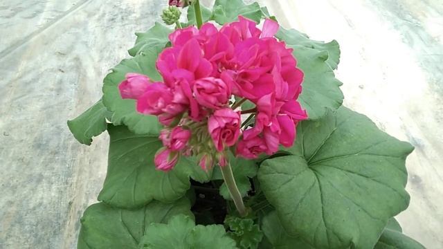 #22.Fee Cerise Polina сравнение с Hope J P Bartlet. смотреть онлайн