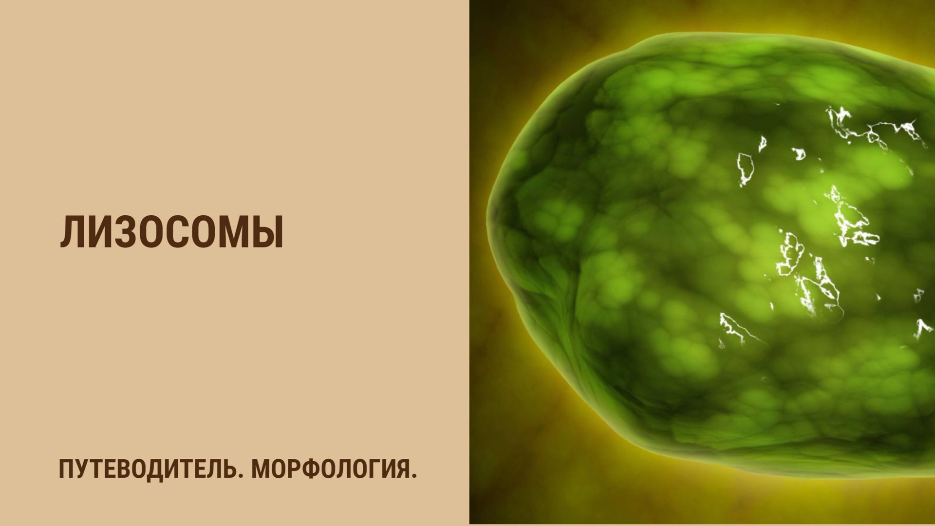 Лизосомы смотреть онлайн