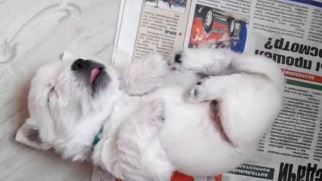 Активный сон под "Ленинград" смотреть онлайн