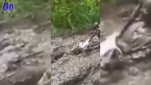 УПАЛ С КВАДРИКА И ВОТКНУЛСЯ ГОЛОВОЙ В ГРЯЗЬ - ВОДЯТЕЛ смотреть онлайн