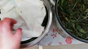 ИВАН ЧАЙ Заготовка, ферментация и сушка.  Подробная инструкция