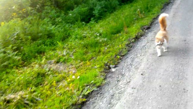 Кот принёс рыбку смотреть онлайн