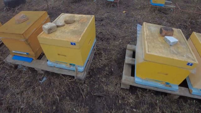 Обзор нашей пасеке Украинской Степной смотреть онлайн