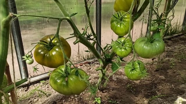 Вкусные-превкусные?зеленые томаты! Сорт "Сибирский киви" ?? смотреть онлайн