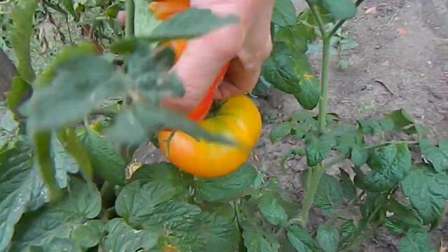 Томат Русский вихрь гном. Сорт в полной своей красе! смотреть онлайн