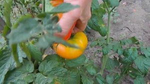 Томат Русский вихрь гном. Сорт в полной своей красе!