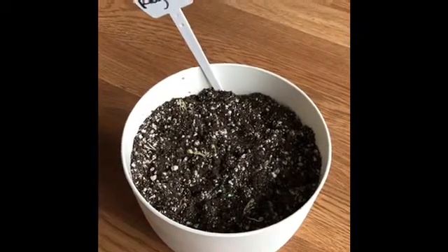 Oxalis Collection: Part 2- New Plant- Oxalis Regnelli смотреть онлайн