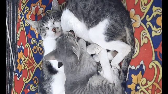 @Счастливая семейка. смотреть онлайн