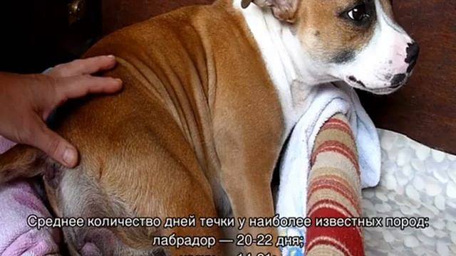 Течка у собак: сколько длится и когда начинается смотреть онлайн