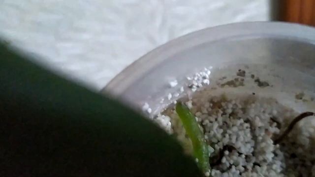 корни выросли за 3-и месяца после реанимации этим средством... смотреть онлайн
