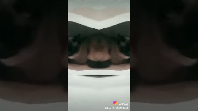 Тайская кошка смотреть онлайн