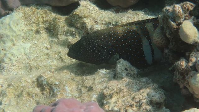 Красное море, Египет, Шарм-Эль-Шейх, август 2020 смотреть онлайн