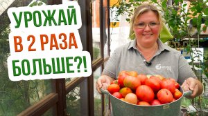 Особенности китайского способа выращивания томатов. Подводим итоги - где урожай помидор больше?