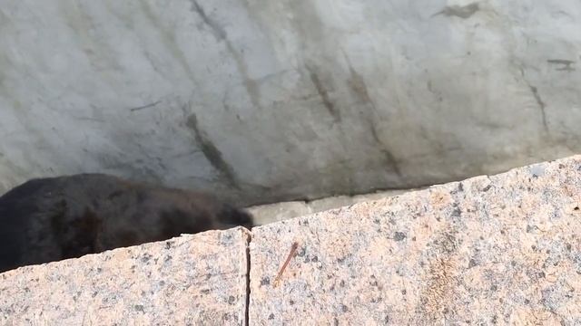 Медведь пьет воду смотреть онлайн