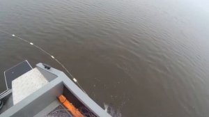 Рыбалка на сети!  ЗАГОТОВКА РЫБЫ!!! Лесковая сеть100 метров. Ячея 65. net fishing