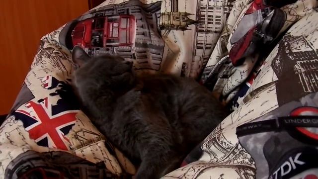 Как правильно гладить кота смотреть онлайн