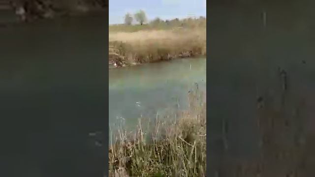 Ураган - Воспитанный Волкодав... смотреть онлайн