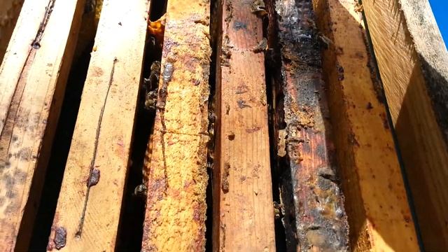 Зимуване на рой в капан за роеве смотреть онлайн