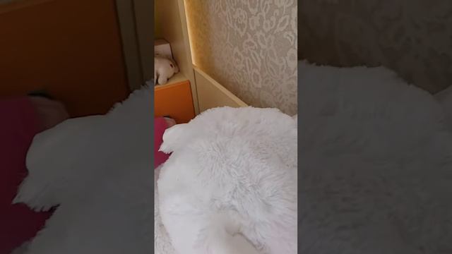 13 февраля 2022 г.