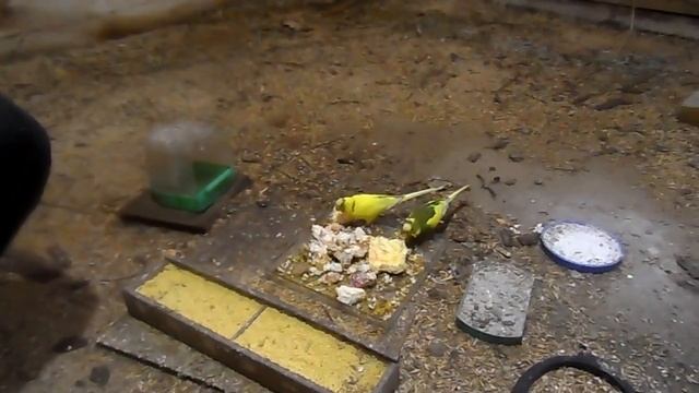 Вторая кладка яиц у волнистых попугаев. часть - 1. смотреть онлайн