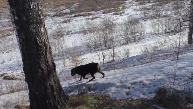 5 ПРОБЛЕМ с породой Ротвейлер смотреть онлайн