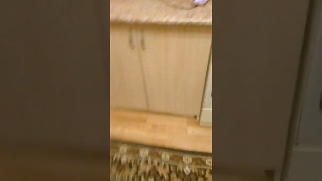 Мой 8 месячный котёнок весит 3 кг !😮😮😮😮😮😮😮😮 смотреть онлайн