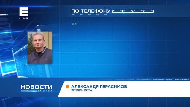 В Минино под Красноярском неизвестные застрелили домашнего мейн-куна смотреть онлайн