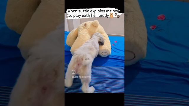 This is how she play with her teddy🧸🧿🐾#suzzie #shihtzu #morningmotivation #shihtzulovers #vadodara смотреть онлайн