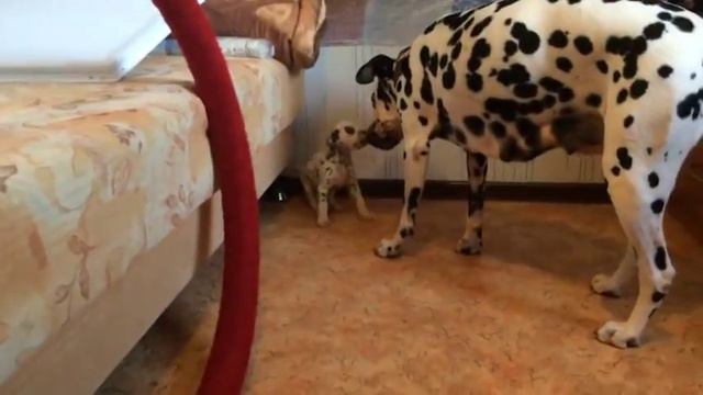 Продаётся щенок Далматина ( Dalmatian ) смотреть онлайн