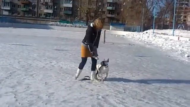 Бультерьер Буря - учимся ходить рядом смотреть онлайн