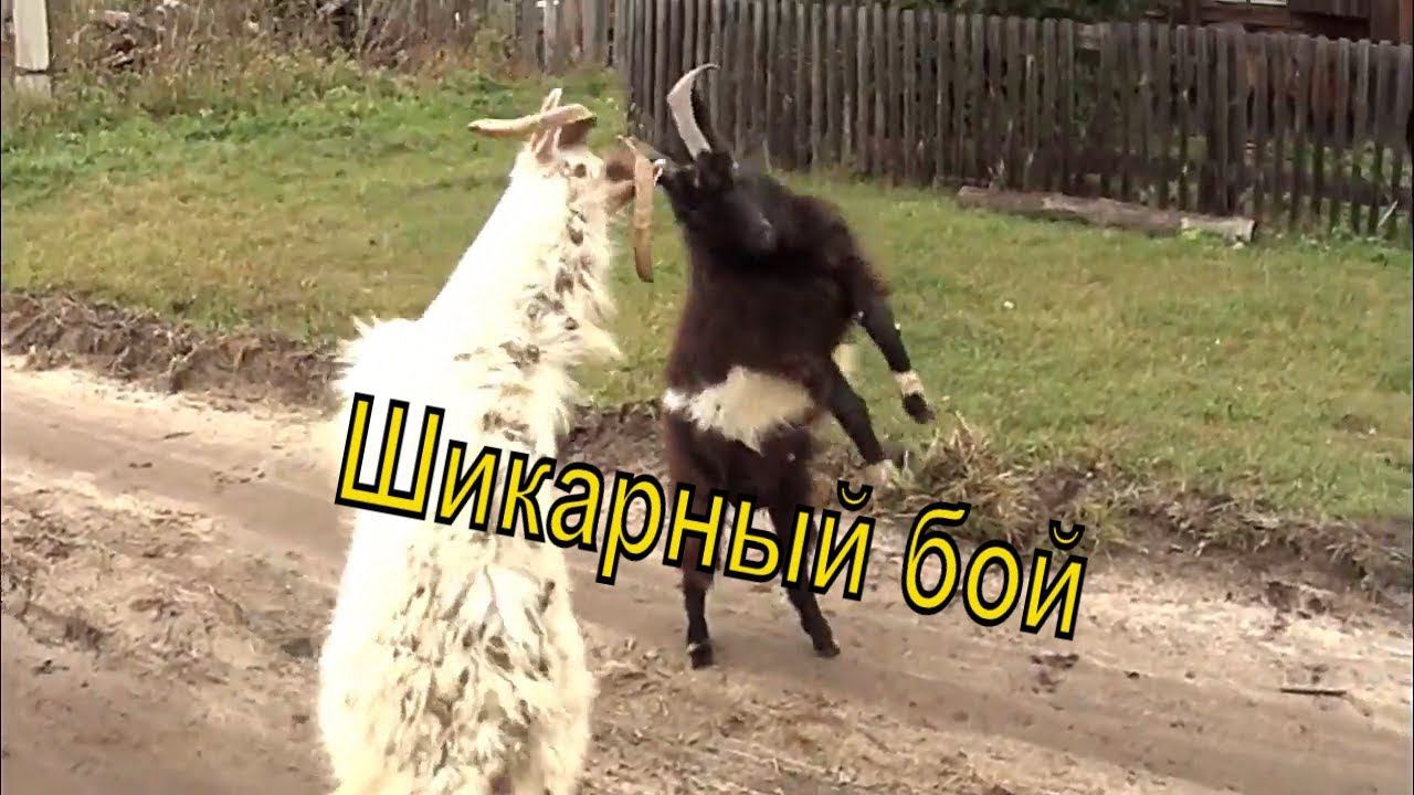 ГОН У КОЗЛОВ Что творят эти животные  ПРОИГРАВШИЙ ОТСО..АЛ