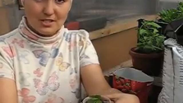 Получили весной посылку "спящей" рассады земляники весной. Что делать? Способ 2. смотреть онлайн