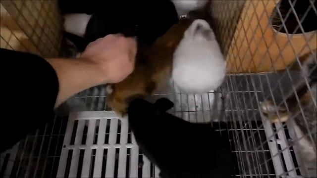 Чернобурый 4 в 1 смотреть онлайн